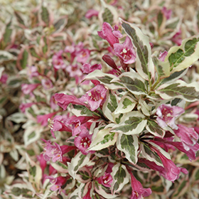 Plant Photo 2