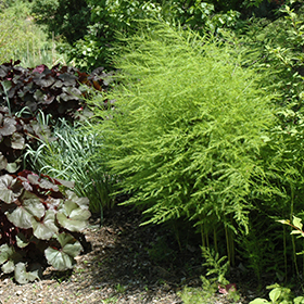 Plant Photo 6