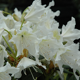 Plant Photo 6