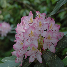 Plant Photo 3