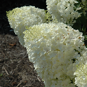 STARTER  PLANT APPROX 4 INCH Details about   HYDRANGEA PANICULATA  'SILVER DOLLAR'