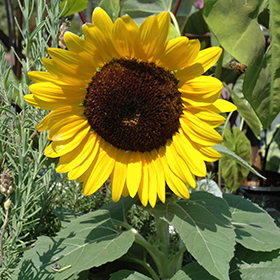 Miss Sunshine Annual Sunflower (Helianthus annuus 'Miss Sunshine') in  Wilmette Chicago Evanston Glenview Skokie Winnetka Illinois IL at Chalet  Nursery