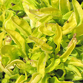 Plant Photo 4