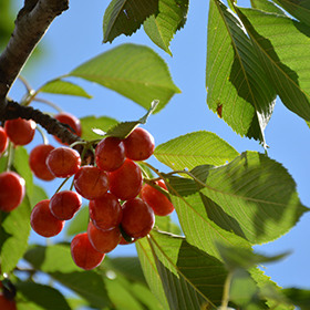 Plant Photo 9