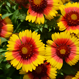 Gaillardia bicolor new arrivals