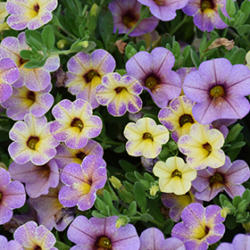 Plant Photo 6