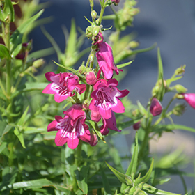 Plant Photo 9