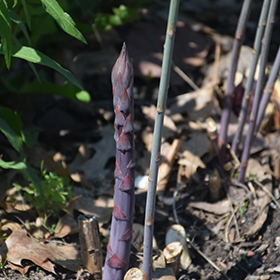 Plant Photo 7