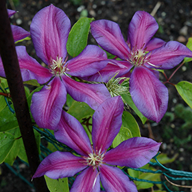Plant Photo 4