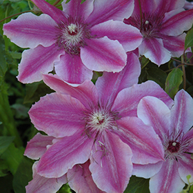 Plant Photo 2