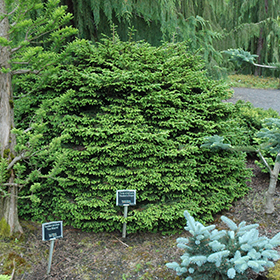 Plant Photo 3