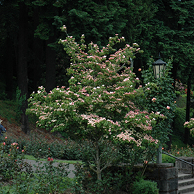 Heart Throb Chinese Dogwood (Cornus kousa 'Heart Throb') in Wilmette  Chicago Evanston Glenview Skokie Winnetka Illinois IL at Chalet Nursery