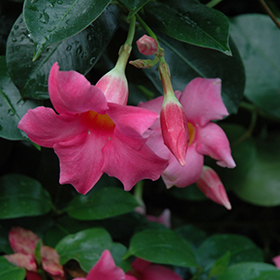 Plant Photo 6