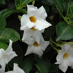 Plant Photo 7