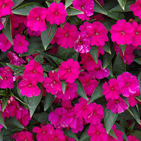 Plant Photo 6