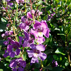 Plant Photo 2