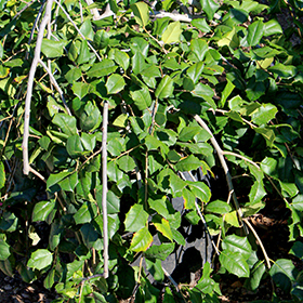 Plant Photo 9