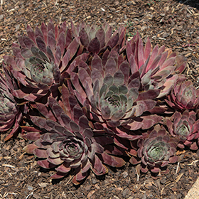 Plant Photo 2