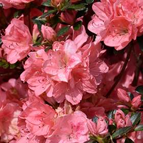 Plant Photo 4