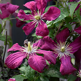 Plant Photo 1