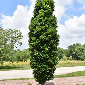 Plant Photo 9