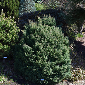 Plant Photo 5