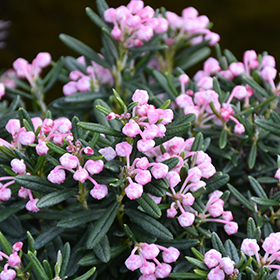Plant Photo 5
