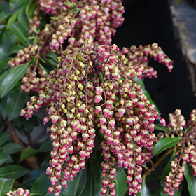 Plant Photo 7