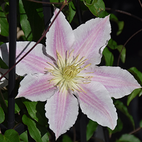 Plant Photo 6