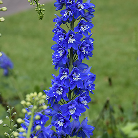 Belladonna Larkspur Delphinium X Belladonna In Wilmette Chicago Evanston Glenview Skokie Winnetka Illinois Il At Chalet Nursery