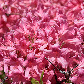 Plant Photo 3