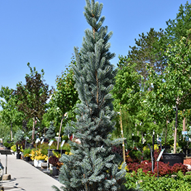 Colorado Blue Spruce Picea Pungens