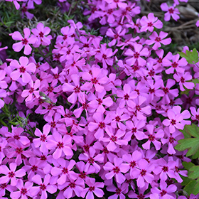 Plant Photo 10