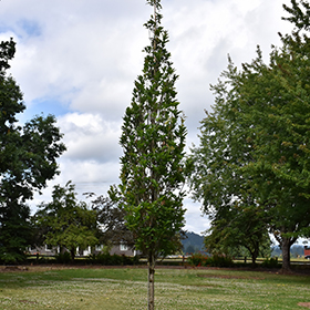Quercus bicolor 'Bonnie and Mike' - Spring Grove Nursery
