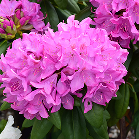 Plant Photo 2