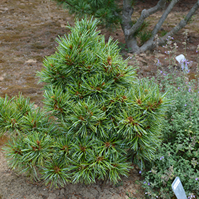 Plant Photo 2