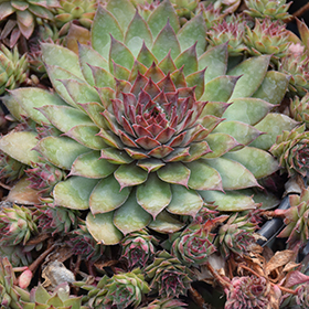 Plant Photo 9