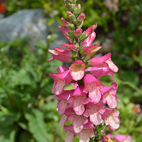 Plant Photo 5