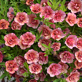 Plant Photo 7