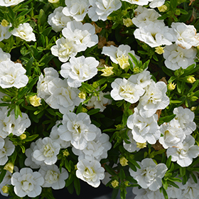 Plant Photo 7