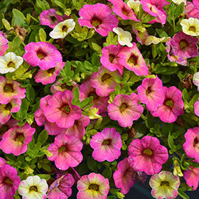 Plant Photo 9