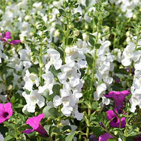 Plant Photo 3