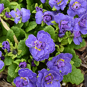 Plant Photo 7