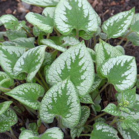 Plant Photo 5