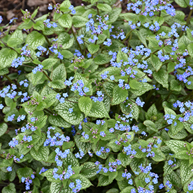 Plant Photo 9