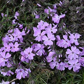 Plant Photo 3
