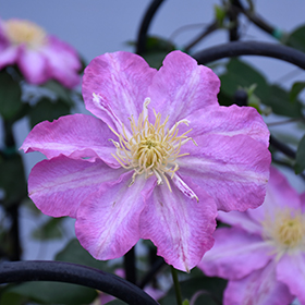 Plant Photo 9