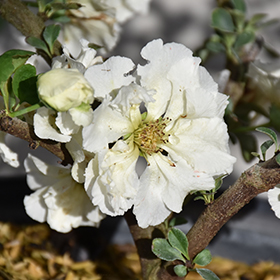 Plant Photo 6