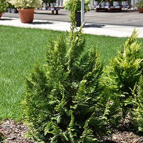 Plant Photo 4