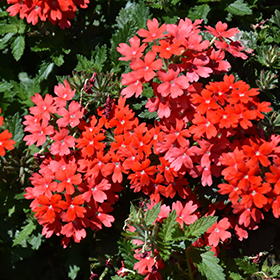 Plant Photo 3